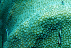 Elacatinus genie