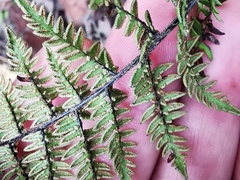 Myriopteris microphylla