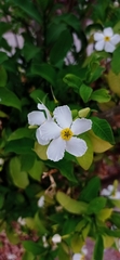 Tabernaemontana amygdalifolia