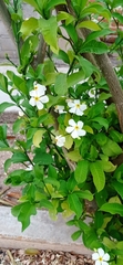 Tabernaemontana amygdalifolia