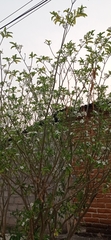 Tabernaemontana amygdalifolia