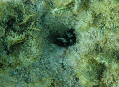 Hypsoblennius exstochilus