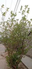 Tabernaemontana amygdalifolia