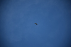 Buteo brachyurus