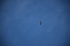 Buteo brachyurus