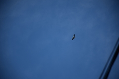 Buteo brachyurus