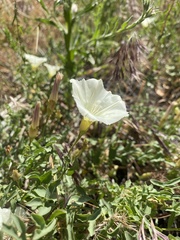 Calystegia peirsonii
