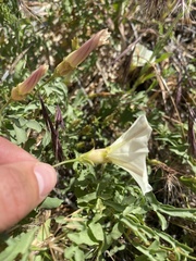 Calystegia peirsonii