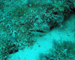 Serranus annularis