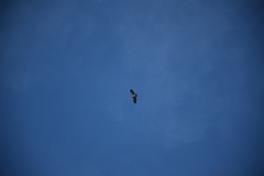 Buteo brachyurus