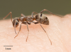Formica francoeuri