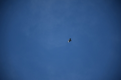 Buteo brachyurus