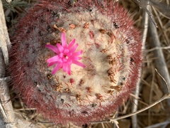 Melocactus curvispinus caesius