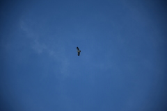 Buteo brachyurus