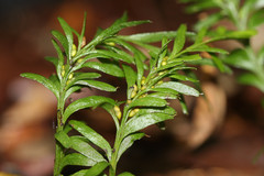 Tmesipteris truncata