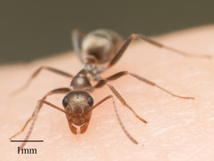 Formica francoeuri
