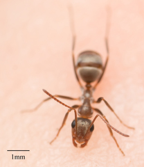Formica francoeuri