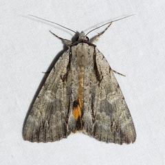 Catocala clintonii