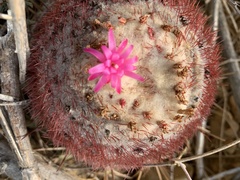 Melocactus curvispinus caesius