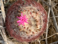 Melocactus curvispinus caesius