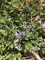 Ceanothus prostratus