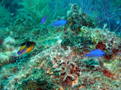 Chromis scotti