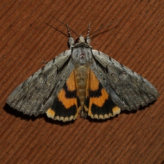 Catocala clintonii
