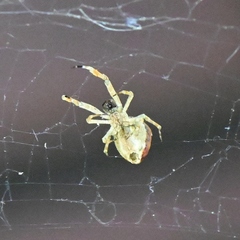 Uloborus diversus