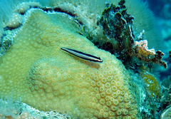 Elacatinus genie