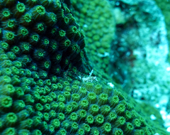 Emblemariopsis bahamensis