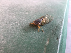 Chremistica maculata