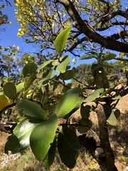 Griselinia lucida