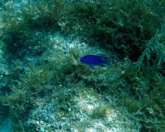 Chromis scotti