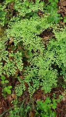 Adiantum shastense