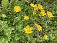 Ranunculus multifidus