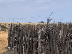 Cardinalis phoeniceus