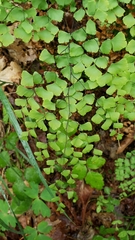 Adiantum shastense