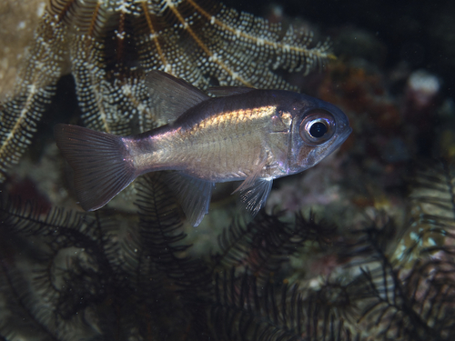 Cardinalfish (Nectamia savayensis) — Apogonidae — 5
