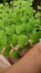 Adiantum shastense