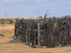 Cardinalis phoeniceus