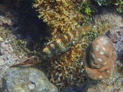 Cheilinus trilobatus