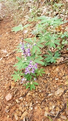 Lupinus albicaulis