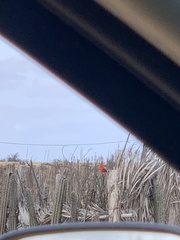 Cardinalis phoeniceus