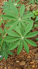 Lupinus albicaulis