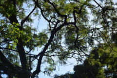Anadenanthera colubrina