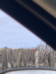 Cardinalis phoeniceus