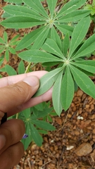 Lupinus albicaulis