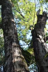 Anadenanthera colubrina
