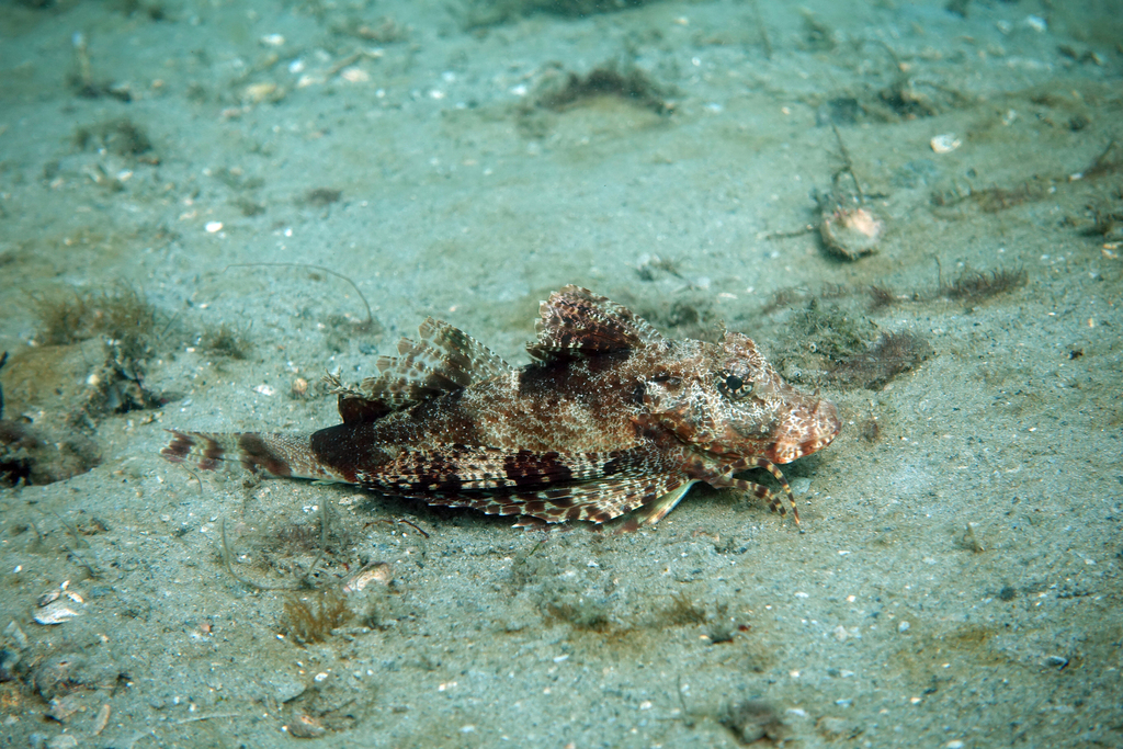 Bandtail searobin (Prionotus ophryas) — Triglidae