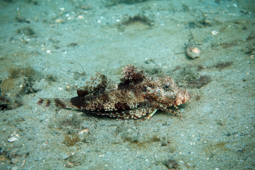 Bandtail searobin (Prionotus ophryas) — Triglidae